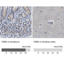 CRB3 Antibody, Novus Biologicals 0.1mL; Unlabeled:Antibodies, Polyclonal